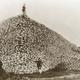 Image for article titled How the Railroad Wiped Out Passenger Pigeons (and Nearly Bison, Too)